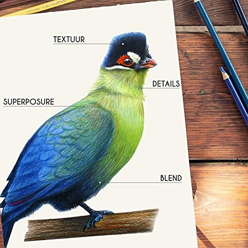 Illustratie van een vogel met labels voor textuur, details, superposure en blend.